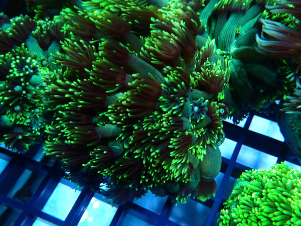 Goniopora Stokesi