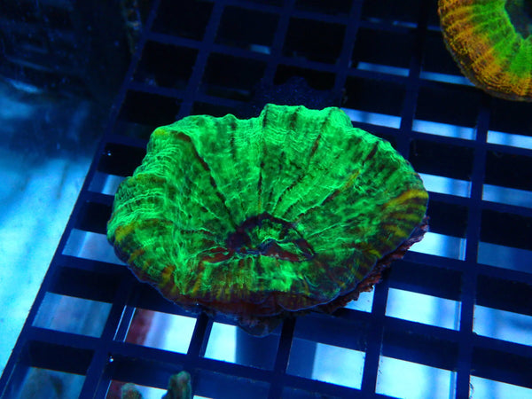 Pectinia sp