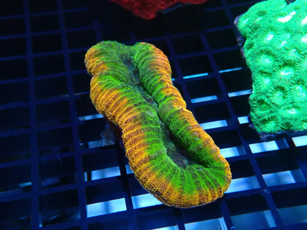 Lobophyllia