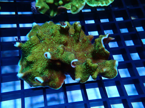 Pachyseris spp