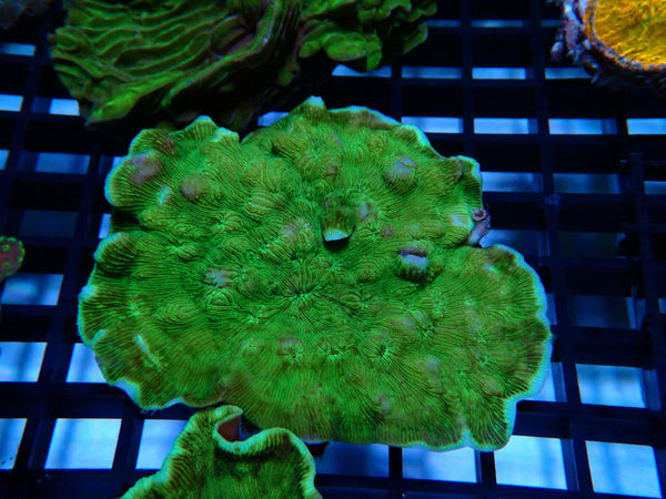 Leptoseris spp