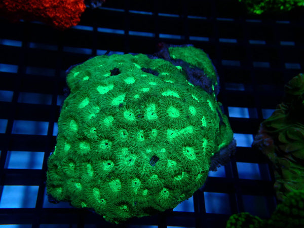 Goniastrea sp