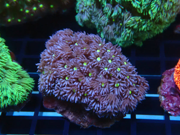 Goni Purple small