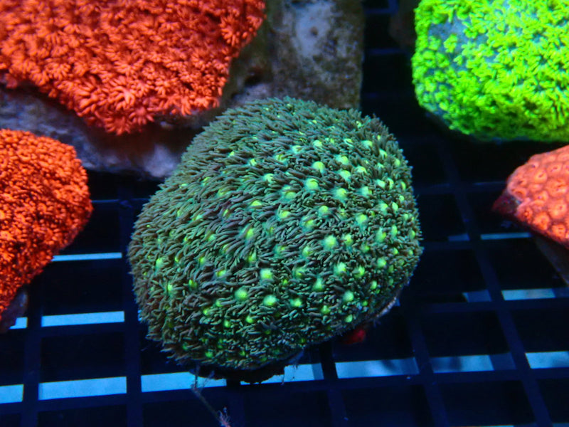Goni Green small