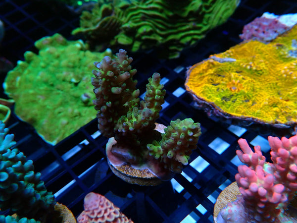 Monsoon Aquatics Acro Frag