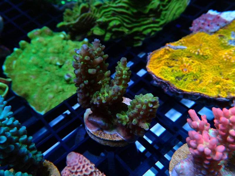 Monsoon Aquatics Acro Frag