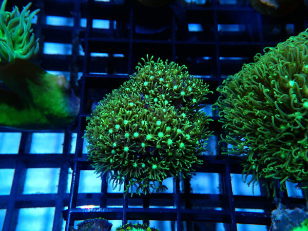 Star Polyps Frag