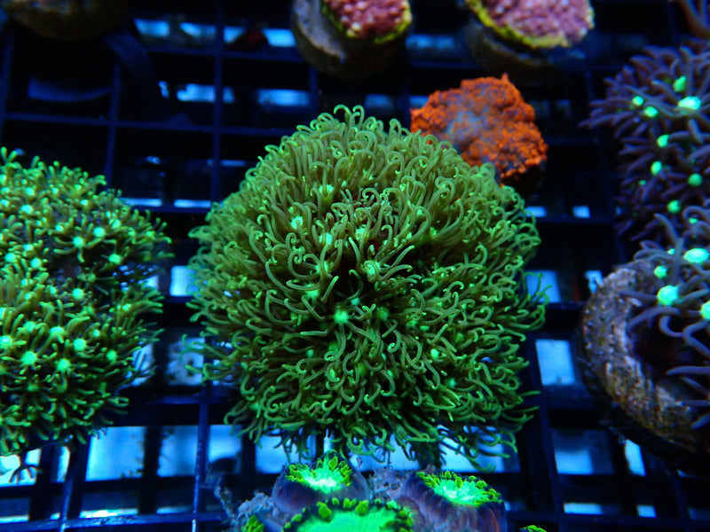 Star Polyps Frag