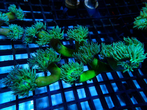Duncanopsammia "Finger Coral"