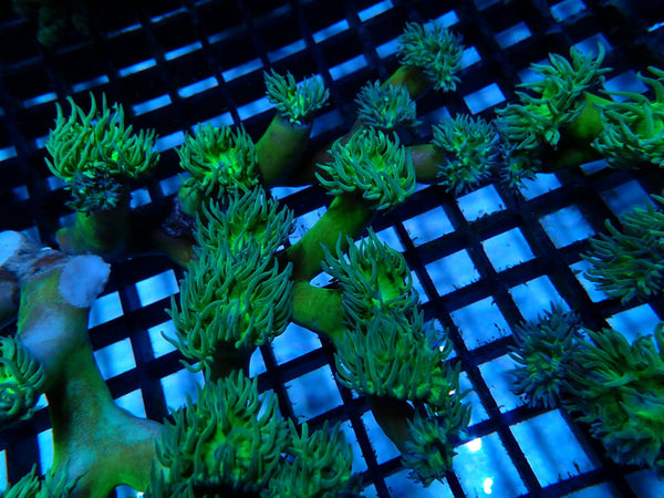 Duncanopsammia "Finger Coral"