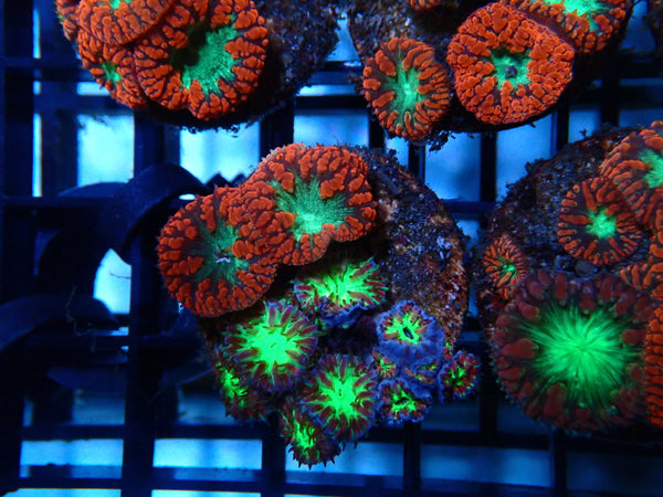 GBR Aquatics Blastomussa Frag