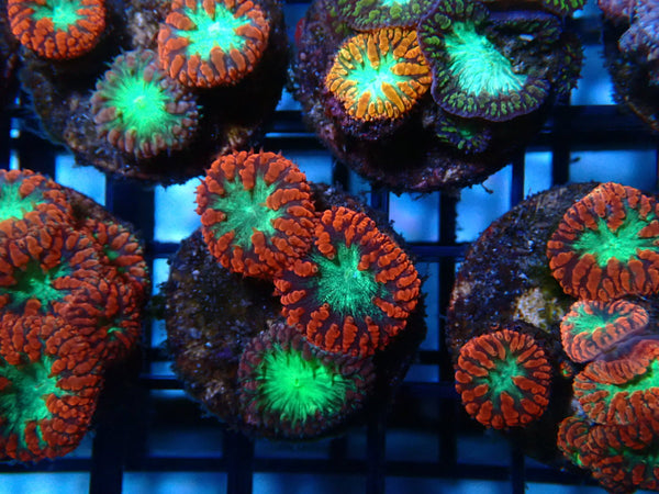 GBR Aquatics Blastomussa Frag