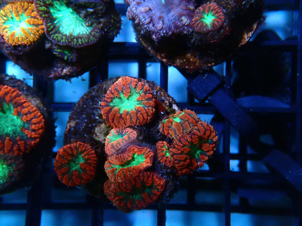 GBR Aquatics Blastomussa Frag