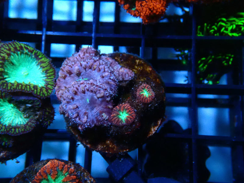 GBR Aquatics Blastomussa Frag
