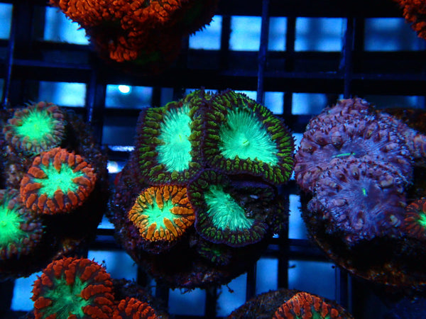 GBR Aquatics Blastomussa Frag