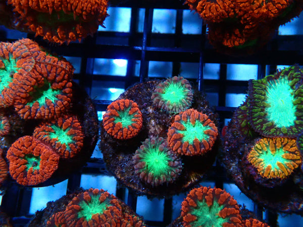 GBR Aquatics Blastomussa Frag