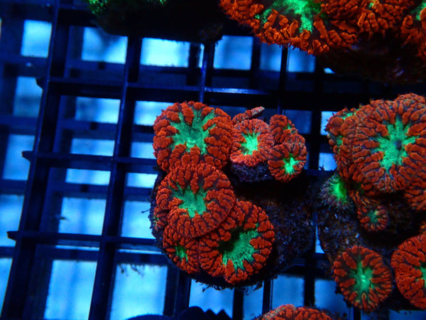 GBR Aquatics Blastomussa Frag