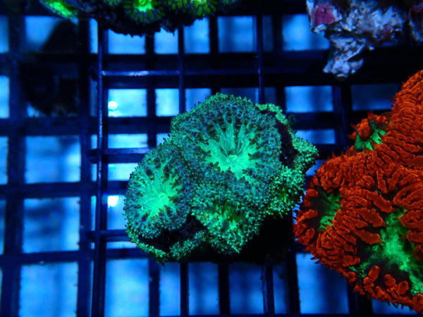 Blastomussa Frag