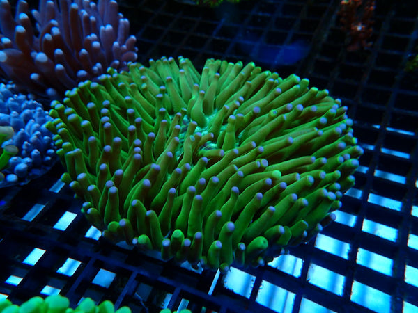 Heliofungia medium green