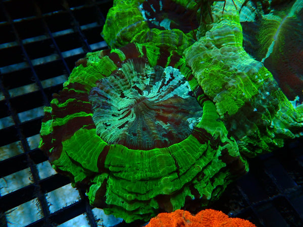 Desh bright green colours medium