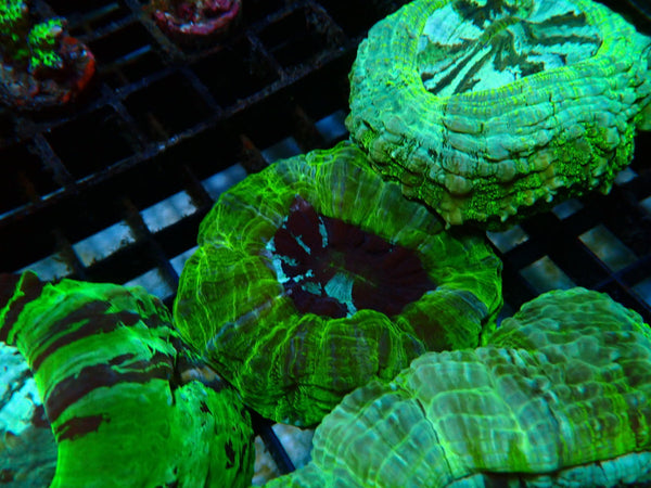 Desh bright green colours