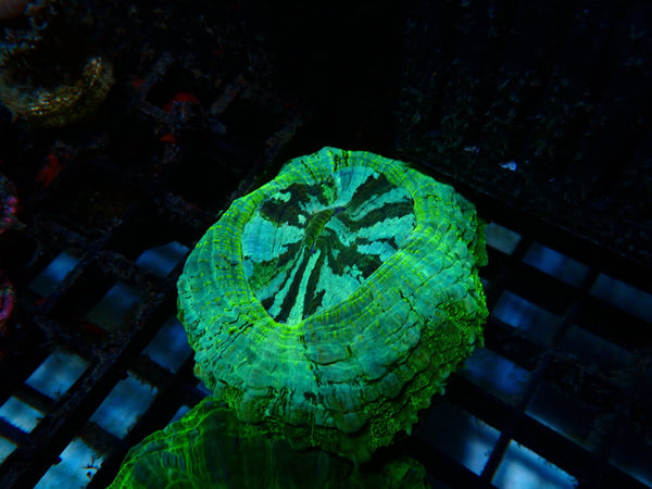 Desh bright green colours