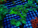 Duncanopsammia "Finger Coral" Display Piece