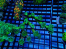 Duncanopsammia "Finger Coral" Large