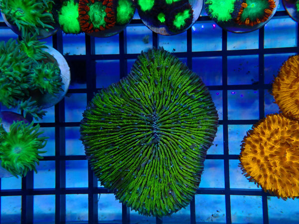 Fungia Spp.