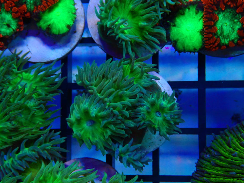 GBR Aquatics Duncan Frag
