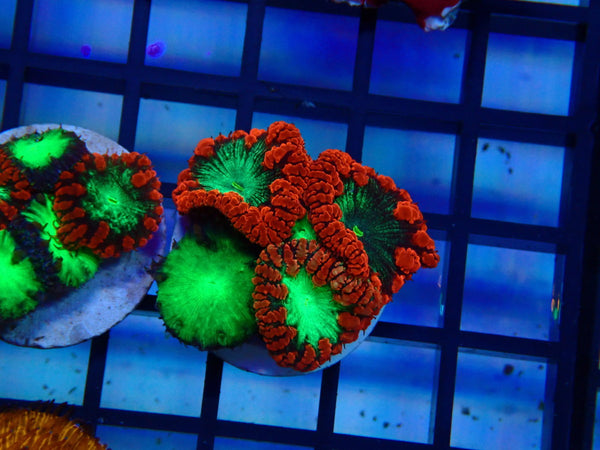 GBR Aquatics Blastomussa Frag