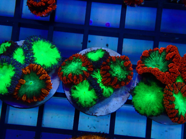 GBR Aquatics Blastomussa Frag
