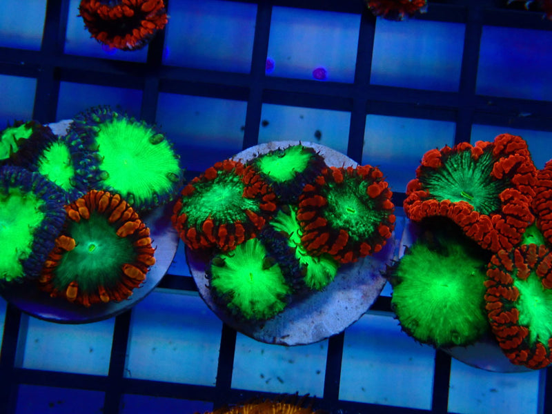 GBR Aquatics Blastomussa Frag