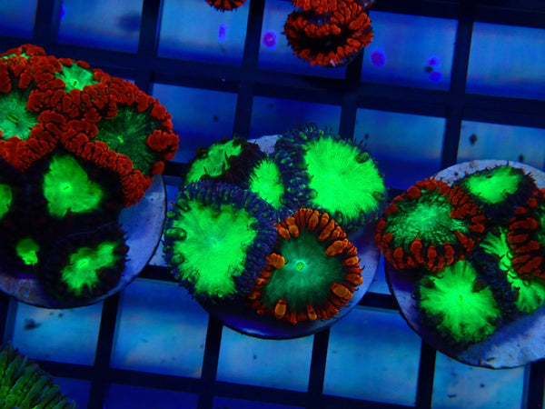 GBR Aquatics Blastomussa Frag
