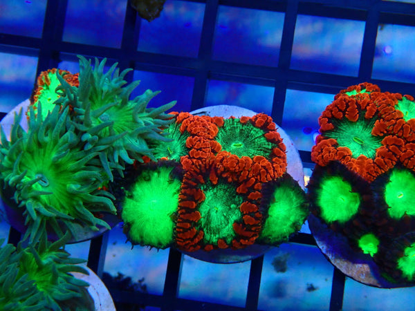 GBR Aquatics Blastomussa Frag