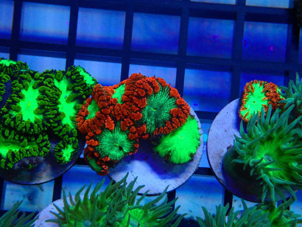 GBR Aquatics Blastomussa Frag