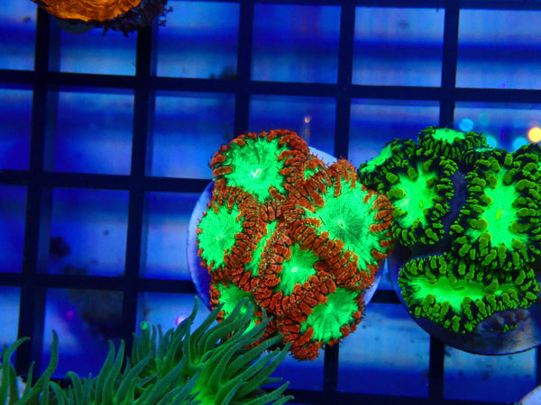 GBR Aquatics Blastomussa Frag