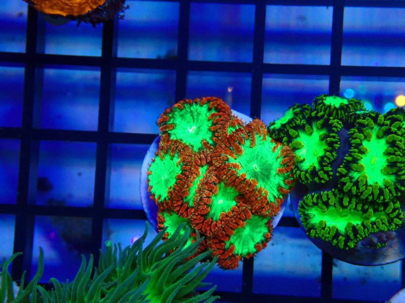GBR Aquatics Blastomussa Frag