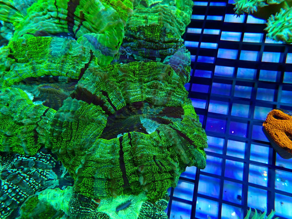 Desh bright green colours