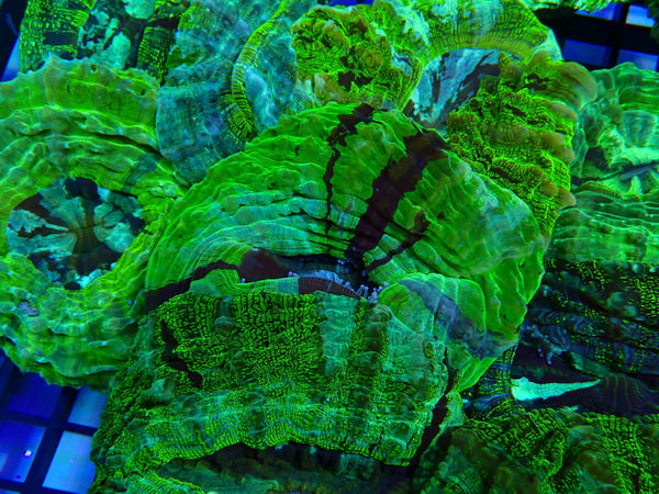 Desh bright green colours