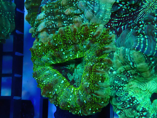 Desh bright green colours