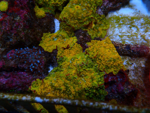 Gold Morphs (price per morph) mulitples available