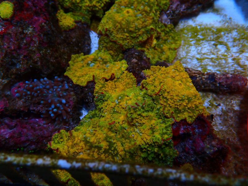 Gold Morphs (price per morph) mulitples available