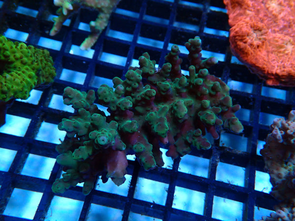 Acropora Clearout