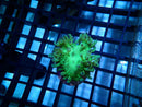 Elegance tiny/small