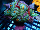 Unique Rhodactis Rock