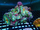 Unique Rhodactis Rock