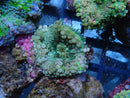 Ricordea Green
