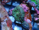 Rhodactis