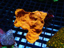 Leptoseris Wrinkle Coral Orange